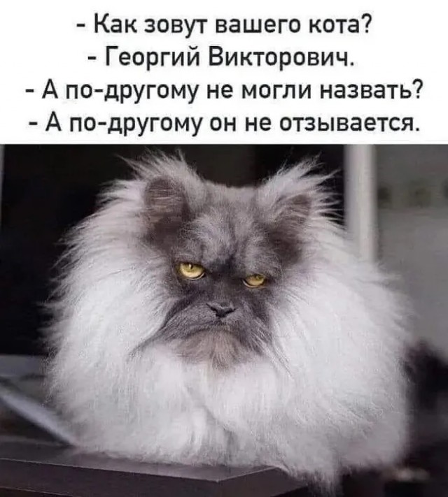 Юмор для тех, кто уже повзрослел и понял, что возраст — это просто дорогое хобби