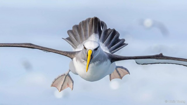 27 лучших фото финалистов и победителей конкурса Australian Geographic Nature Photographer 2025