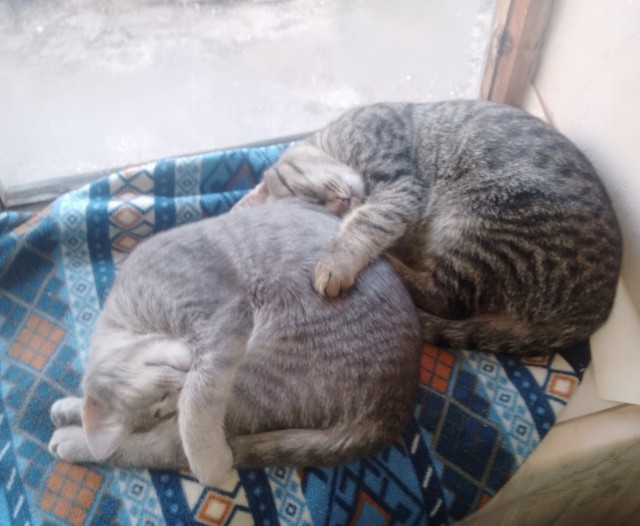 Вроде бы вторник, по этому котики