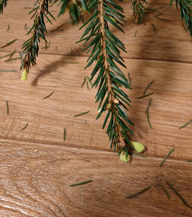 Зацвела новогодняя елка