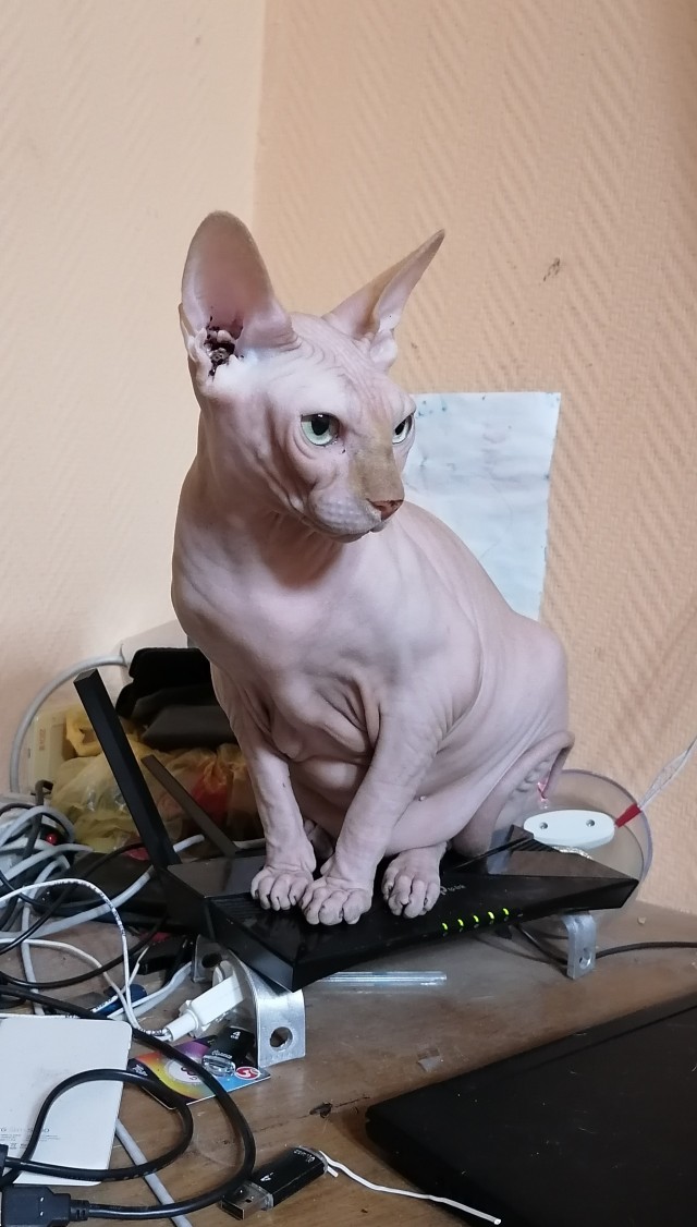 К котовторнику делюсь