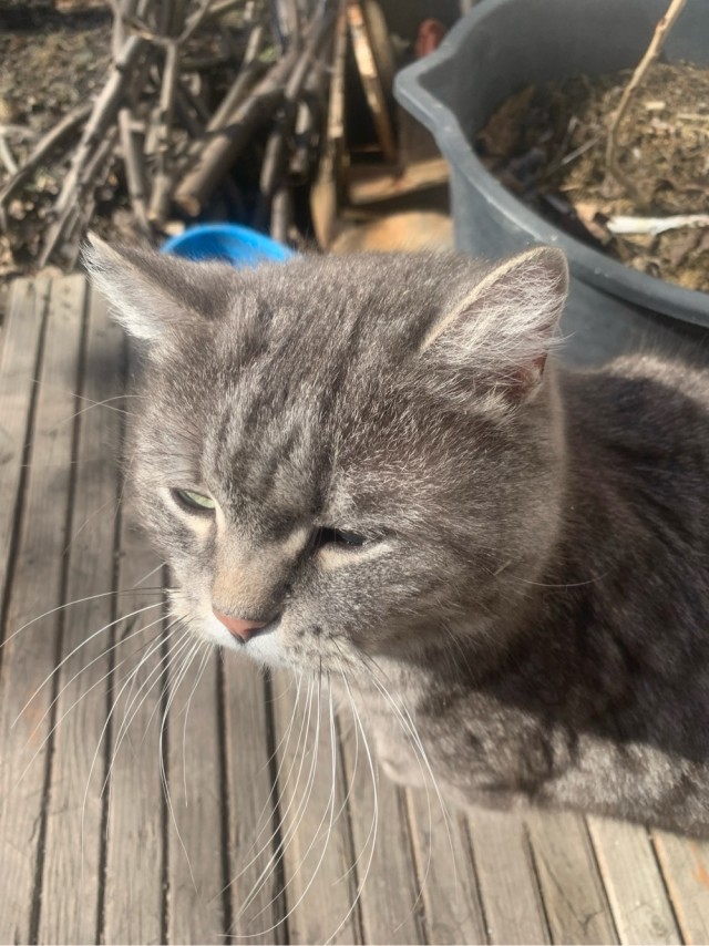 Котовторник. Маруселла.