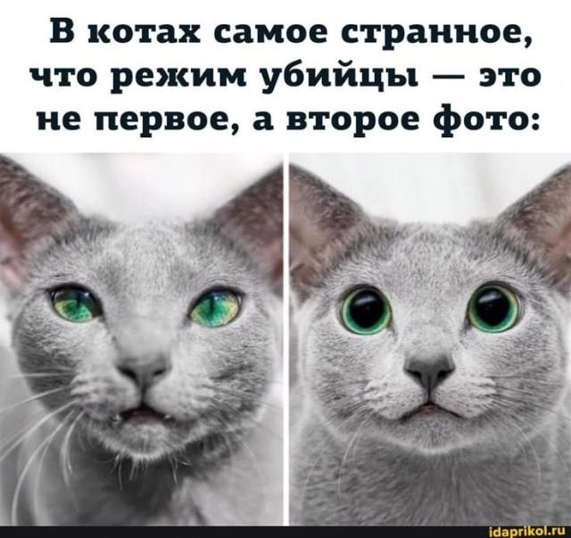 Сервал использует язык тела, чтобы успокоить пса и попытаться подружиться с ним
