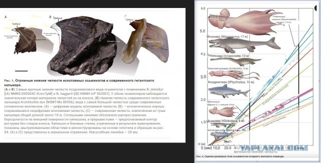 Ученые нашли останки гигантских осьминогов, схожих по размерам с кракенами