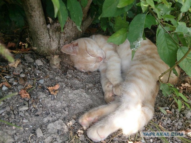 Котовторник 8.10.2013