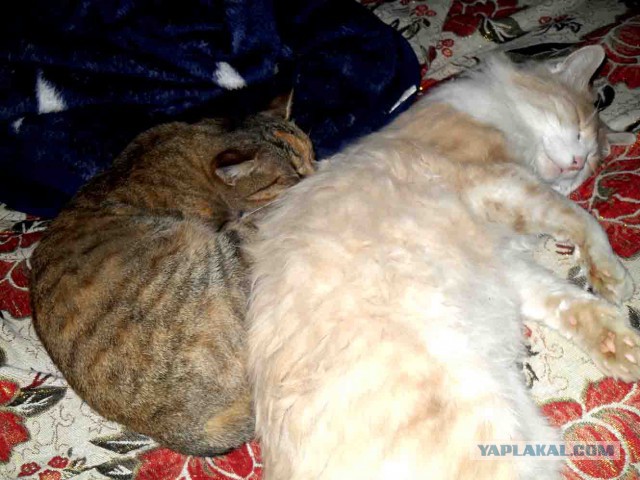 Котовторник 22.10.2013