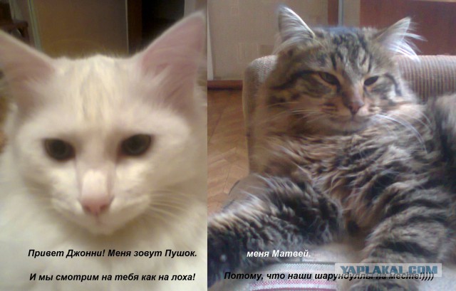 Очередная серия ТВ-шоу "Котаки"