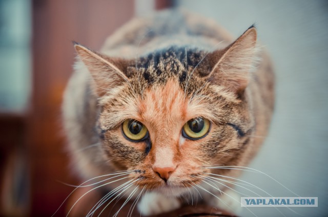 Котовторник  28.01.14