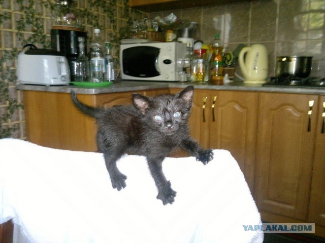 Котовторник 25.02.2014