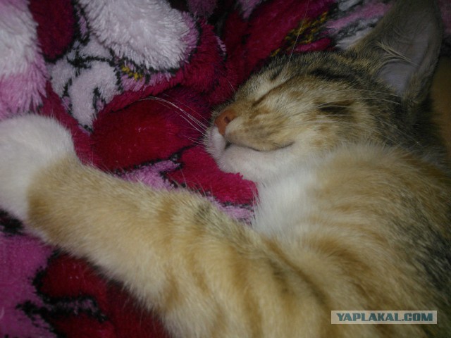 Котовторник 01.04.2014