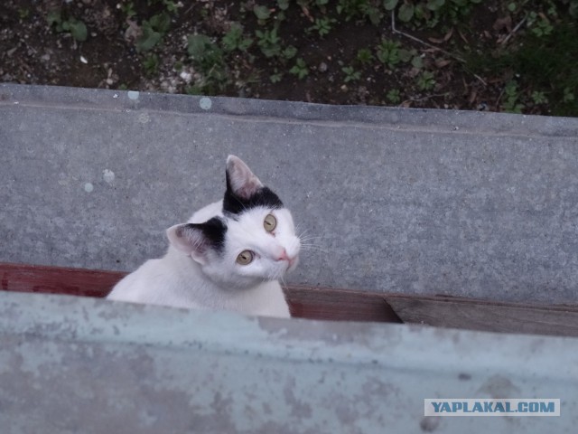 Котовторник 22.04.2014