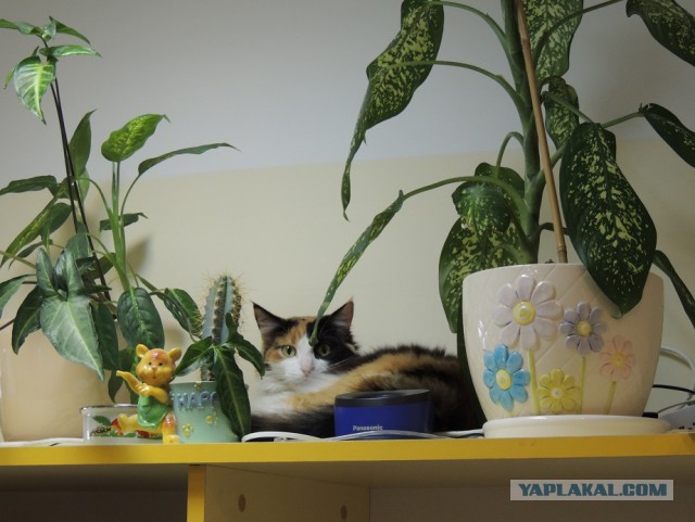 Котовторник 22.04.2014