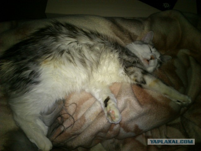 Котовторник 6.05.2014