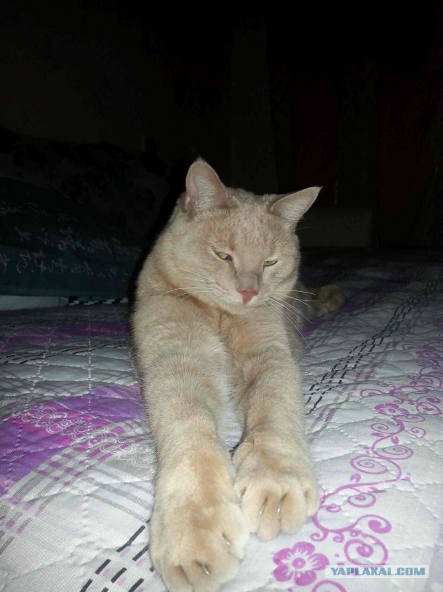 С Котовторником!