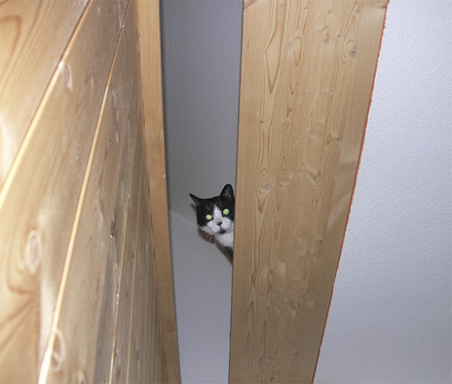 Котовторник 27.5.2014