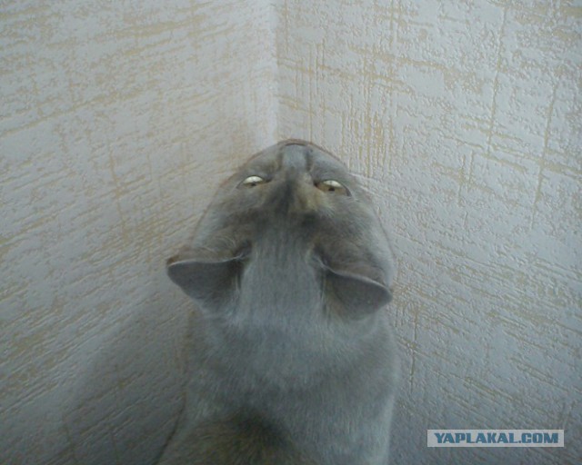 Котовторник  08.07.2014
