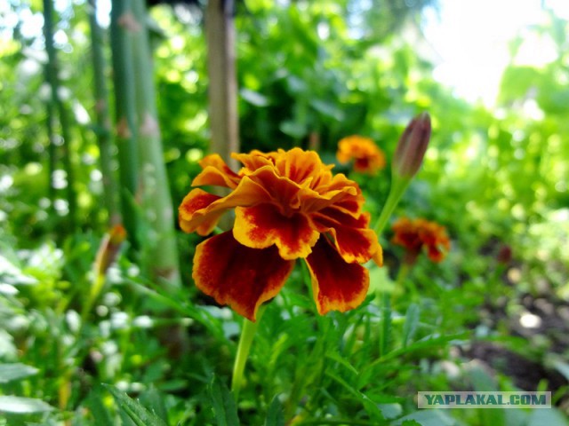 Кулинарная общалка
