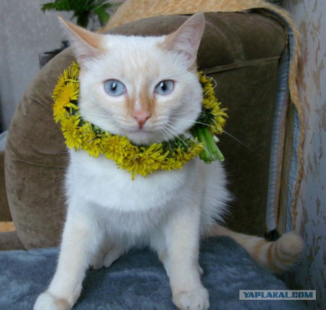 Котики в цветах!