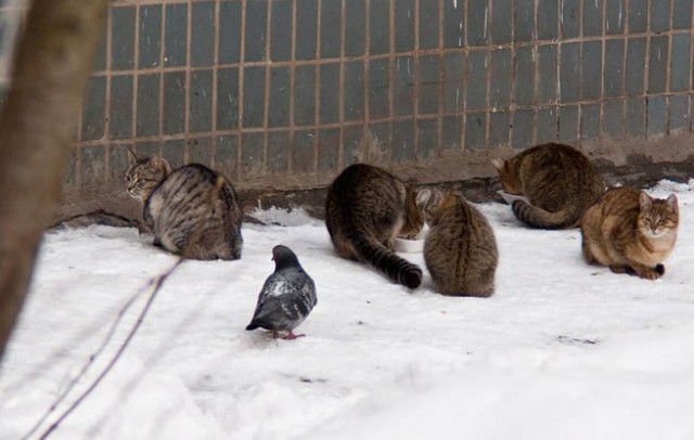 Наглые пернатые морды