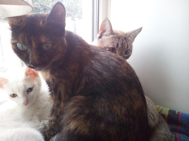 Котовторник 25.08.2015