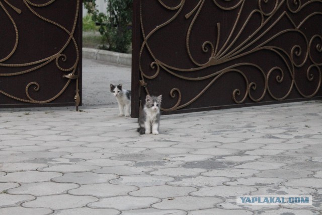 Котовторник 25.08.2015
