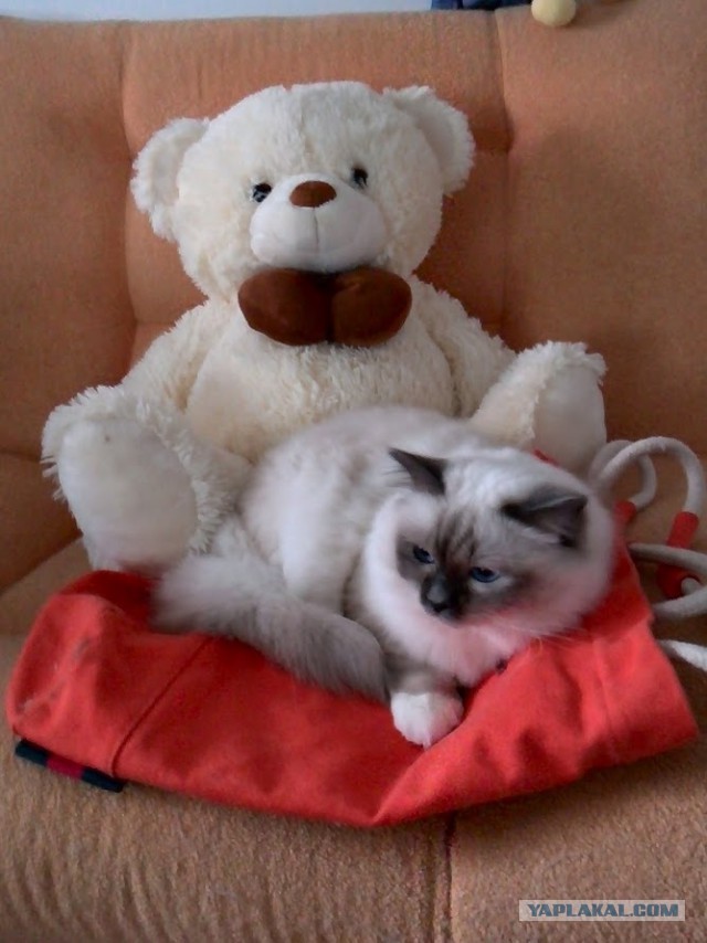 Котовторник 20.10.2015