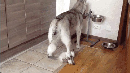 "Н" - значит "невозмутимость"