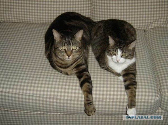 Котовторник