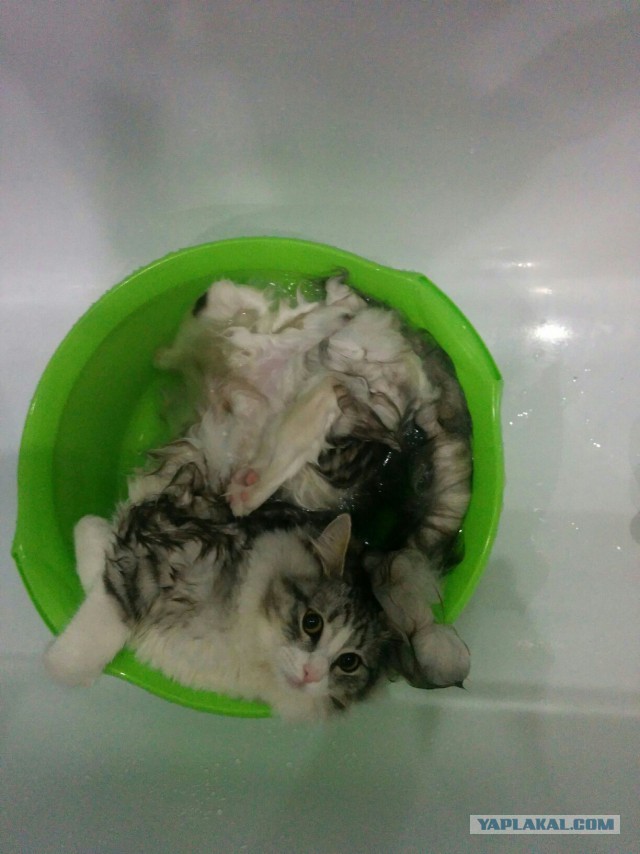 Новогодний котовторник,05.01.16.