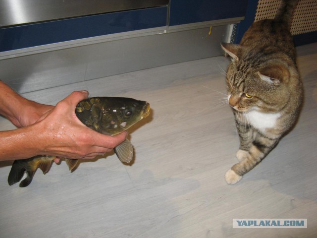 Пост про котэ