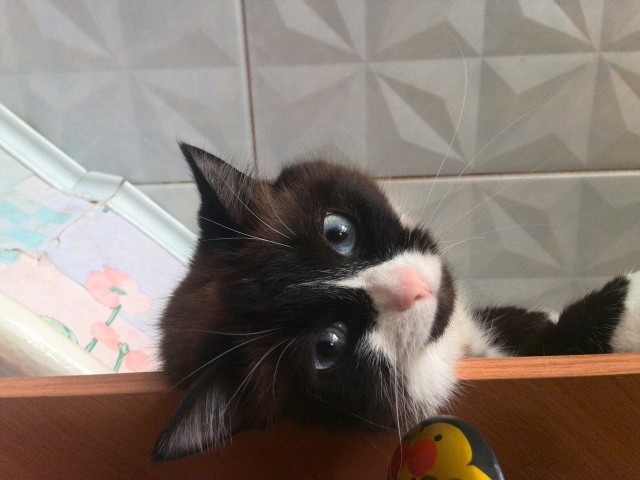 Котовторник 19.04.2016