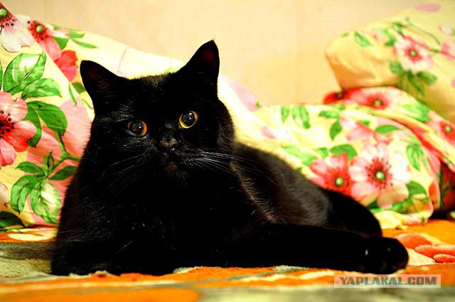 Ваши фотки котов на телефон
