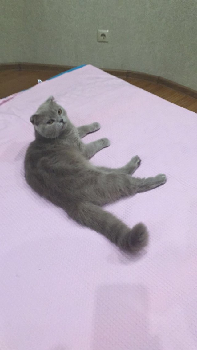 Котовторник 09.08.2016