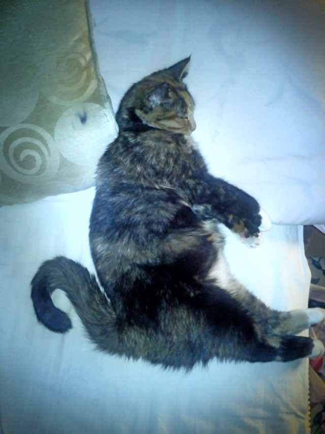 Коты из сети