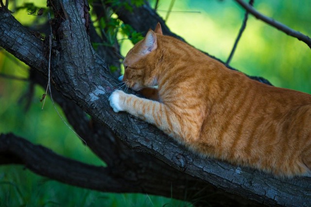 Коты из сети