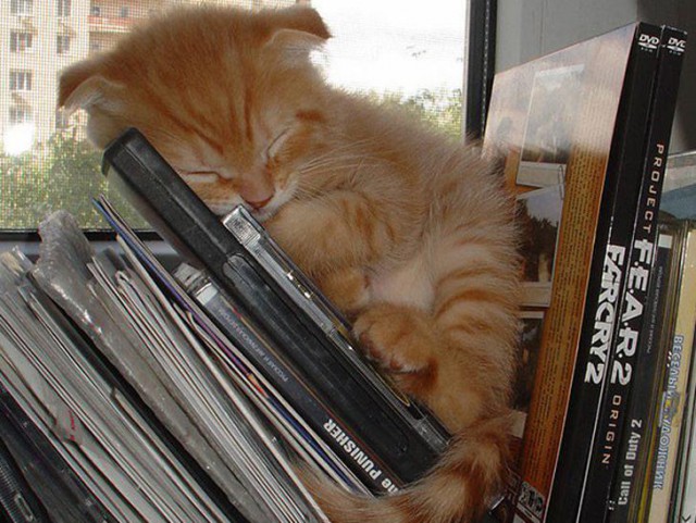 Коты из сети
