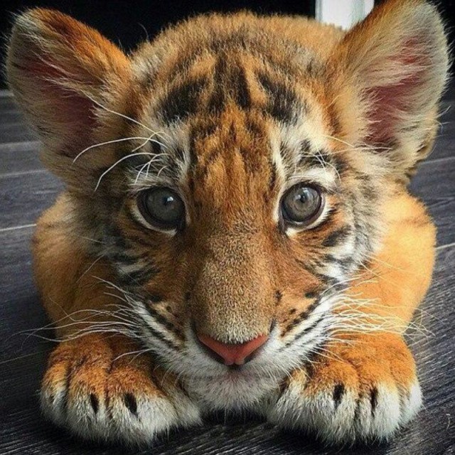 Самые смешные животные