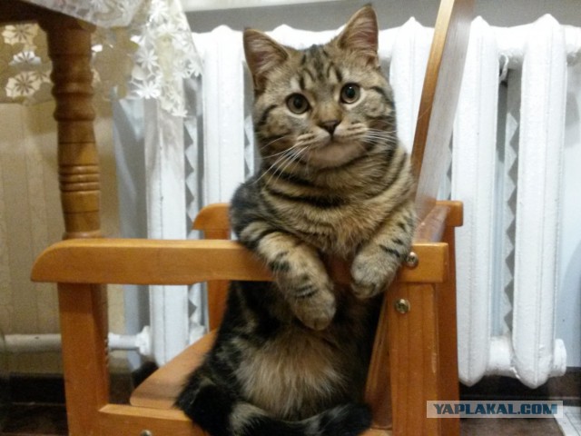 Котовторник  14.02.2017