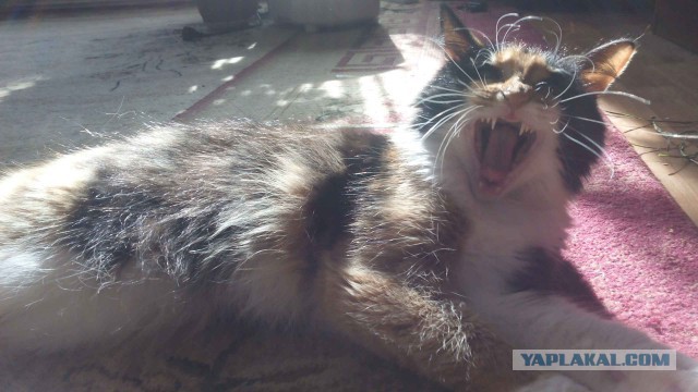 Котовторник 21.02.2017