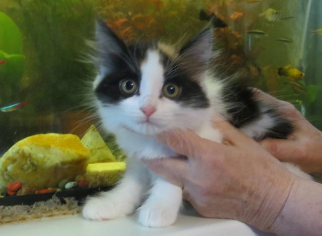 Коты и Кошки
