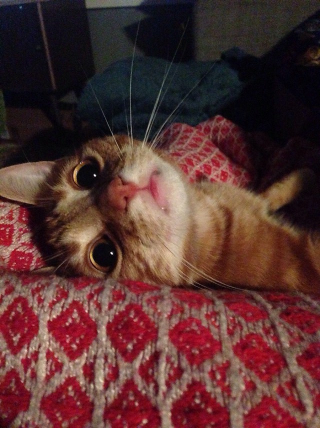 Коты и Кошки