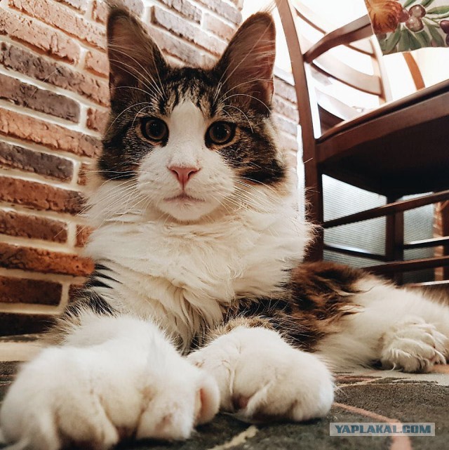 Котовторник 30.05.2017
