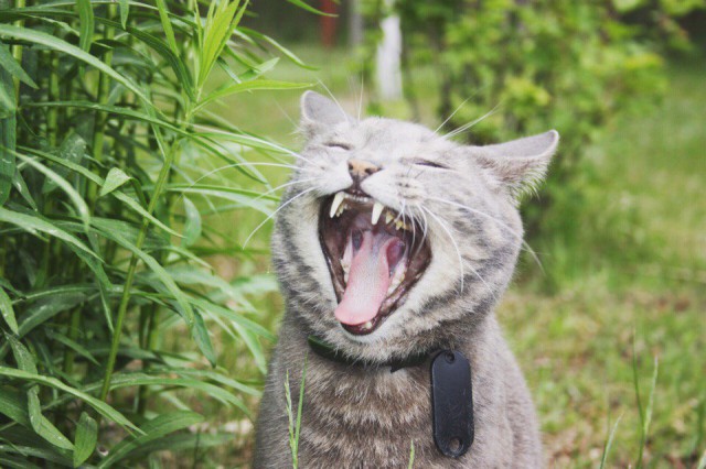 Коты и Кошки