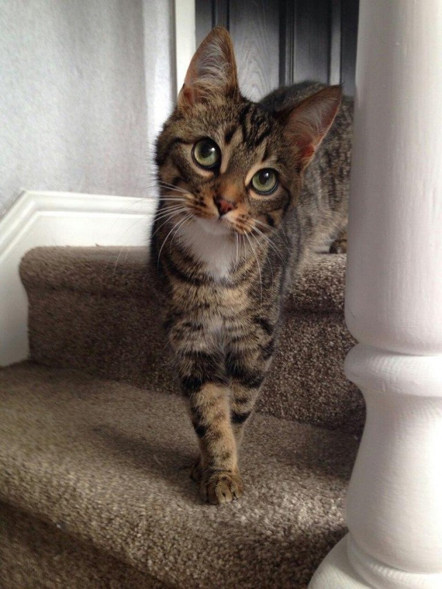 Коты и Кошки