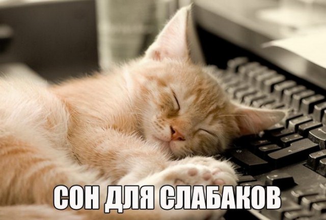 Коты и Кошки