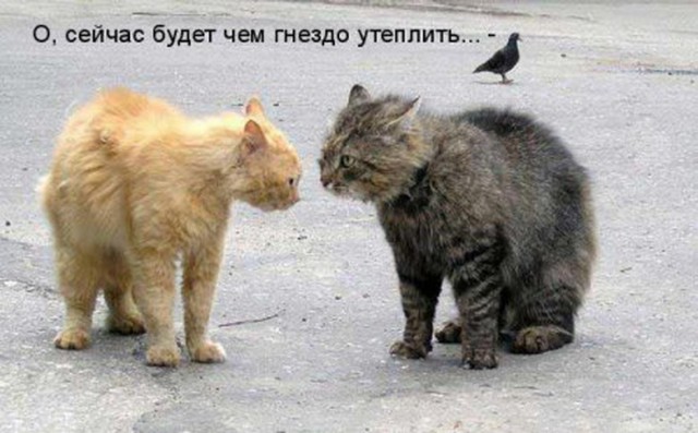 Просто юмор 22