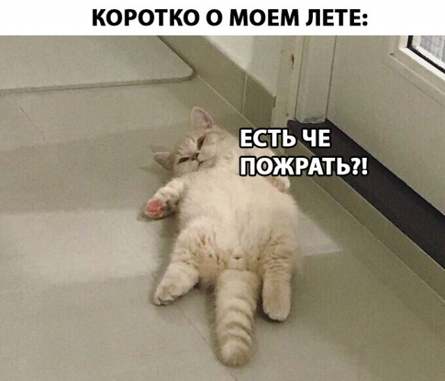 Неадекватные коты
