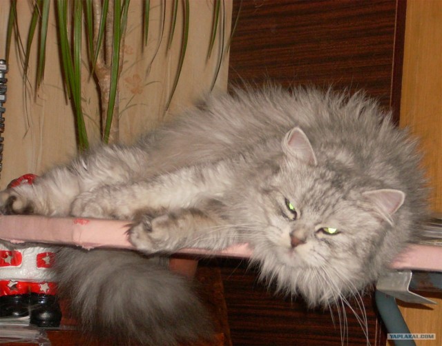 Котовторник на 03.02.2009