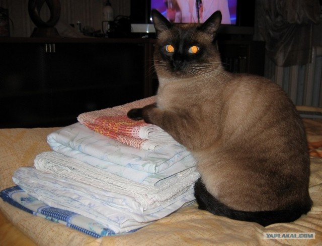 Кот Нельсон
