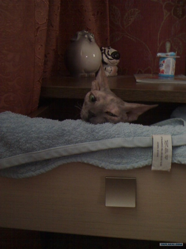 Котовторник на 6 июля